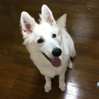 うた@ホワイトシェパード's profile picture