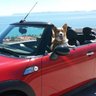 Mini Cooper profil fotoğrafı