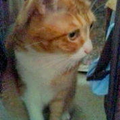 takamokomoko's profile picture