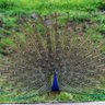 KESHAV K K's profile picture