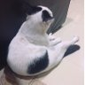 Meepooh🐈's profile picture