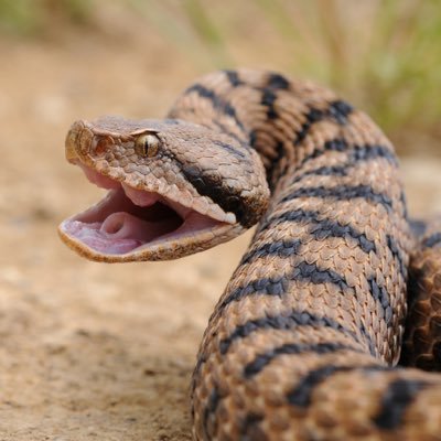 aspide_l's profile picture