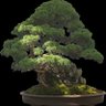 クリボン's profile picture