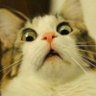 Profilbild von ニャン太