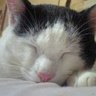 ããã's profile picture