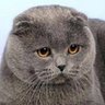 Profilbild von Оптимистка