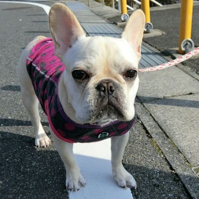 フレンチブルドッグ小梅ちゃん's profile picture