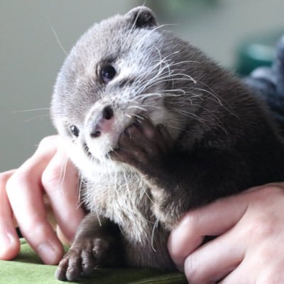 カワウソ コタロー&ハナ Otter Kotaro&Hana's profile picture