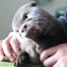 Profilbild von カワウソ コタロー&ハナ Otter Kotaro&Hana