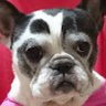 Chacha-Papa's profile picture