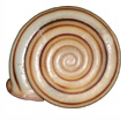 MasakiHoso's profile picture