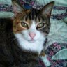 Фото профиля RidiculouslySpoiledCat