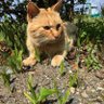みゃーお's profile picture