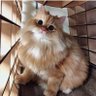 A.Kazanciyan 的头像