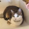 Фото профиля ねこのちび