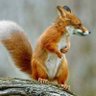 Otis Bushtail's profile picture