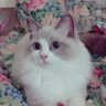 小林 正樹 profil fotoğrafı