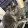 Tcheekoos's profile picture