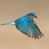 Profilbild von BlueBird