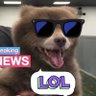 El Perro Oso profil fotoğrafı