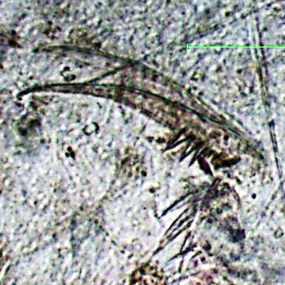 p_orientalis's profile picture