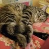 Profilbild von pnina_judith