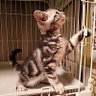 とっこ(すかちゃん) profil fotoğrafı
