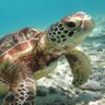 Profilbild von HONU