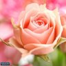 يماني وأفتخر's profile picture