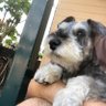 Фото профиля Ashley_Schnauzer