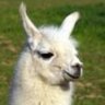 Фото профиля The•1•Llama