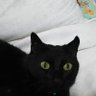 とも りん profil fotoğrafı