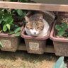 人をダメにするニャンコ 的头像