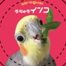 オカメとお豆（kiirogumi） 的头像