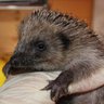 Hedgehog Cabin 的头像