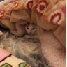 ロイド 的头像