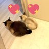 Фото профиля にゃんこにゃんこ🐱🍆