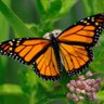Profilbild von babs butterfly