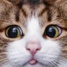 回来 profil fotoğrafı