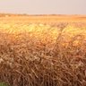 cornandbeans profil fotoğrafı