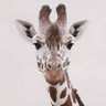 Akaki Akakiyeviç's profile picture