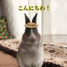 Фото профиля まぶさ(ゆいまま)一級愛玩動物飼養管理士