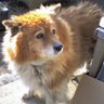 ganihei.'s profile picture