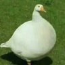 空白's profile picture