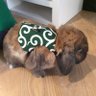 ココ王子とモフモフつむぎ姫 的头像