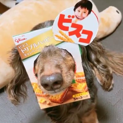 ビスコ🌈永遠の18歳Kダックス(๑´ω`๑)'s profile picture