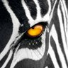 Marcello Gioviale's profile picture