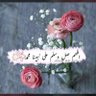 shrooq's profile picture