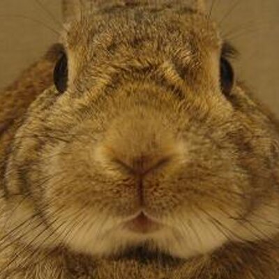 lin_lina_'s profile picture