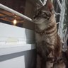 meetang_mycat 的头像